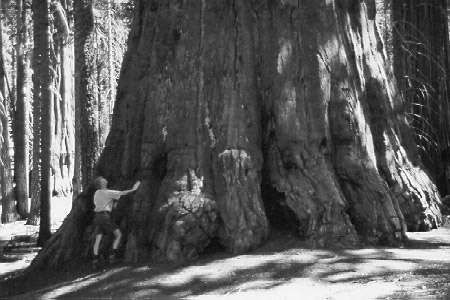 bw-op-tree.jpg