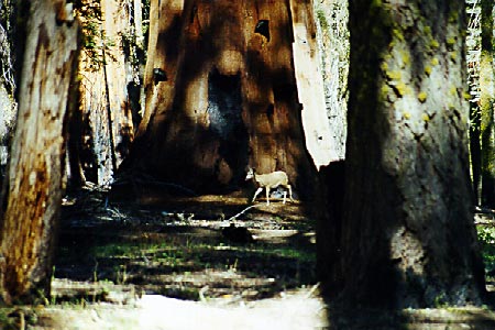 deer-tree.jpg