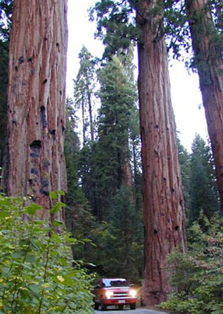 redwooddrv.jpg