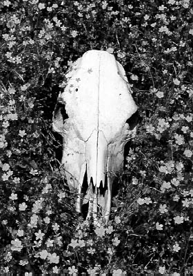bw009
