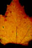 leaf004