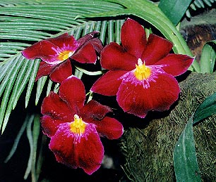 orchid1.jpg (44302 bytes)