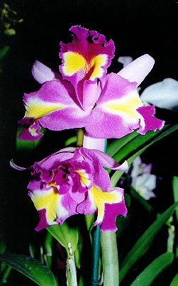 orchid2.jpg (36070 bytes)
