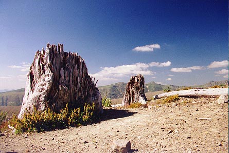 stumps along Johnston Ridge