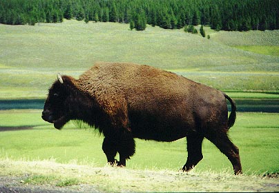 bison1.jpg (39157 bytes)